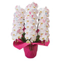 [Made to order] Disney Phalaenopsis “YUME HANABI” [TR6930]