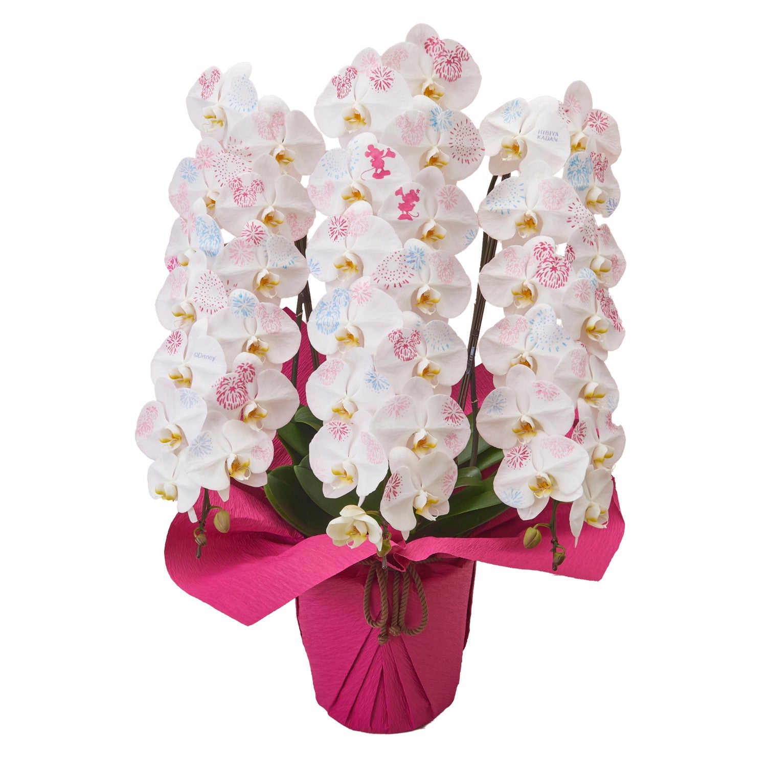 [Made to order] Disney Phalaenopsis “YUME HANABI” [TR6930]