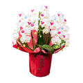 [Made to order] Disney Midi Phalaenopsis "Mickey" [TR6931]