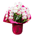 [Made to order] Disney Midi Phalaenopsis "Minnie" [TR6932]