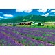 Jigsaw Puzzle Beautiful Landscape Furano Lavender Field and Norokko 2000 Smal...