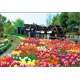 Jigsaw Puzzle Tulip - Flower Scent - (Toyama) 108 Large Piece (01-2069)