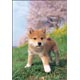 Jigsaw Puzzle I, Shiba Inu! 108 Large Piece (01-2071)