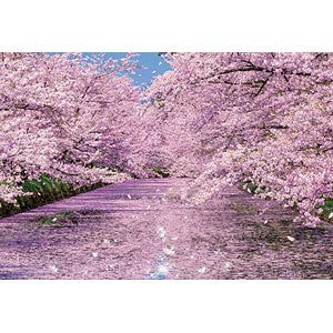 Jigsaw puzzle Hirosaki Park cherry blossoms 300 pieces (33-184)