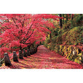 Jigsaw Puzzle Autumn Foliage View of Mt. Yoshino-Nara 2016 Very Small Piece (...