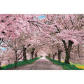 Jigsaw puzzle Gongendo Tsutsumi dyed in cherry blossoms-Saitama 1000 pieces (...