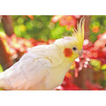 Jigsaw Puzzle Animal Fascinating You 108 Pieces (03-091)