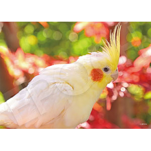 Jigsaw Puzzle Animal Fascinating You 108 Pieces (03-091)