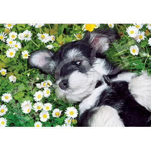 Jigsaw Puzzle Animal Catch Me in the Garden 300 Pieces (28-828s)