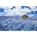 Jigsaw Puzzle World's Spectacular Views Nemophila Blooming Hill-Ibaraki 1000 ...