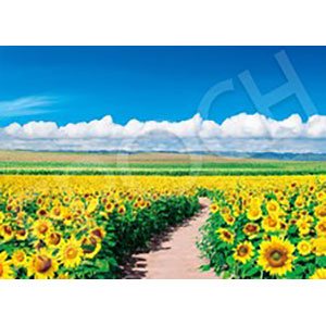 Jigsaw Puzzle Japanese Landscape Sunflower Field Shining in the Blue Sky-Hokk...