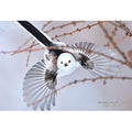 Jigsaw Puzzle Series/Japanese Cities 68 Sapporo City, Hokkaido "Shimaenaga of Maruyama Park" 300 pieces (300-424)