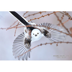 Jigsaw Puzzle Series/Japanese Cities 68 Sapporo City, Hokkaido "Shimaenaga of Maruyama Park" 300 pieces (300-424)